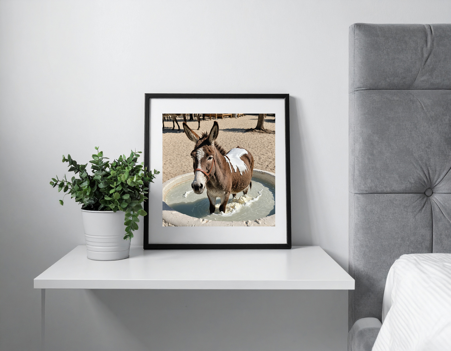 Donkey bathing in whipped creme